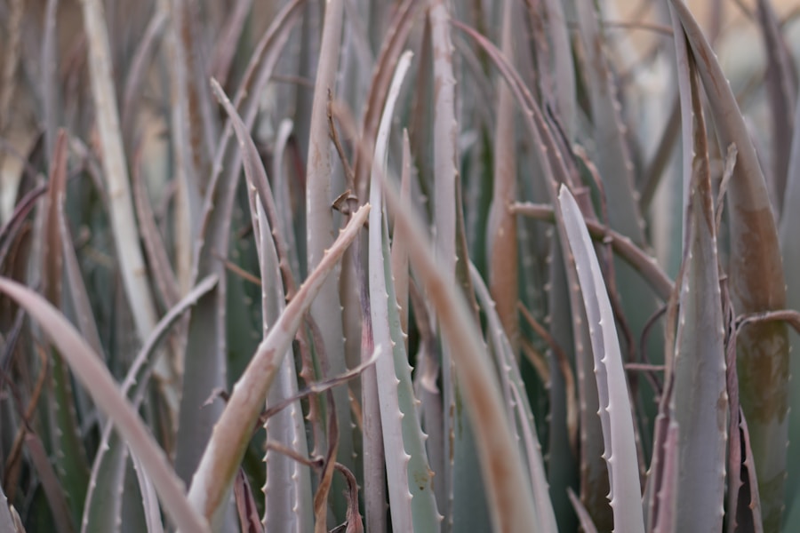 Aloe Vera in the Field