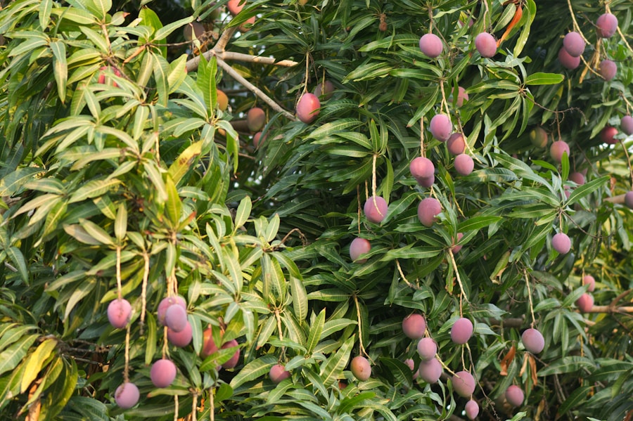 Mango Harvest