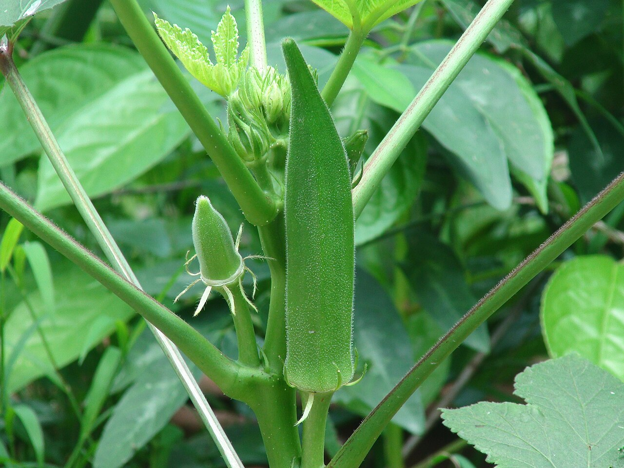 Okra (Vendikkai)