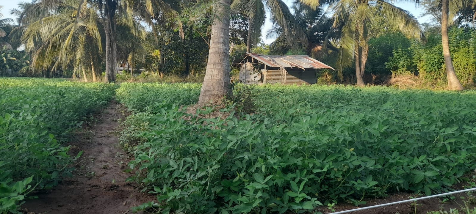 Ground Nut Cultivation at Omanthai - Photo 3
